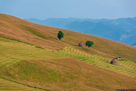 Yellow-green world of the Carpathians during haymaking, Ukraine, photo 8