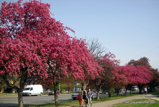 Flowering sakura and apple trees in Uzhhorod, Ukraine, photo 1