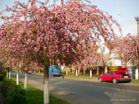 Flowering sakura and apple trees in Uzhhorod, Ukraine, photo 10