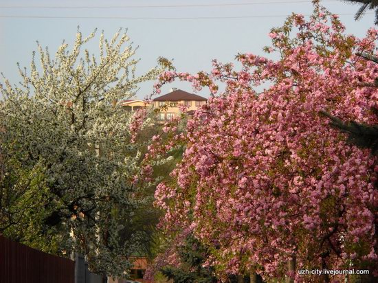 Flowering sakura and apple trees in Uzhhorod, Ukraine, photo 11