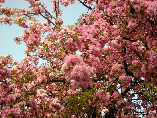 Flowering sakura and apple trees in Uzhhorod, Ukraine, photo 12