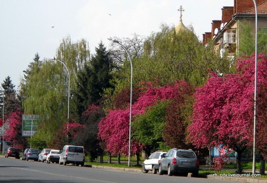 Flowering sakura and apple trees in Uzhhorod, Ukraine, photo 14