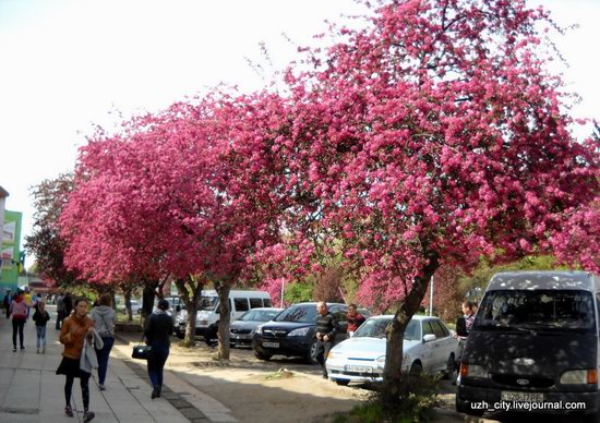 Flowering sakura and apple trees in Uzhhorod, Ukraine, photo 15