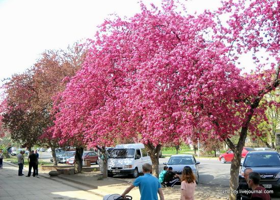 Flowering sakura and apple trees in Uzhhorod, Ukraine, photo 16