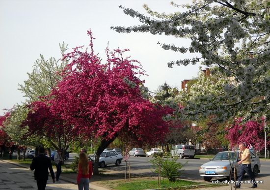 Flowering sakura and apple trees in Uzhhorod, Ukraine, photo 17