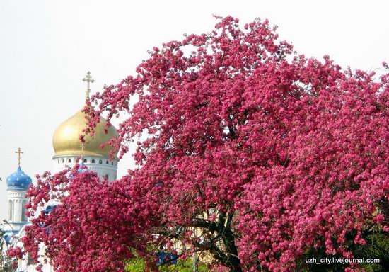 Flowering sakura and apple trees in Uzhhorod, Ukraine, photo 18