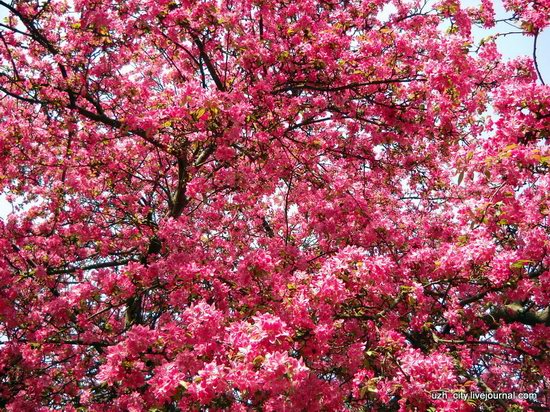 Flowering sakura and apple trees in Uzhhorod, Ukraine, photo 19