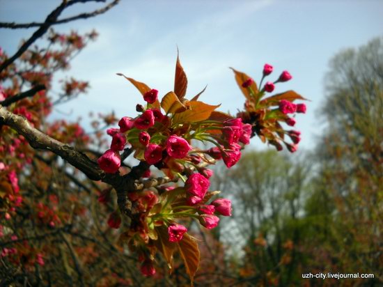 Flowering sakura and apple trees in Uzhhorod, Ukraine, photo 2