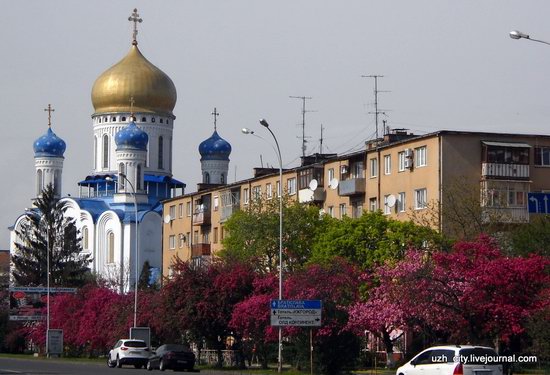 Flowering sakura and apple trees in Uzhhorod, Ukraine, photo 20