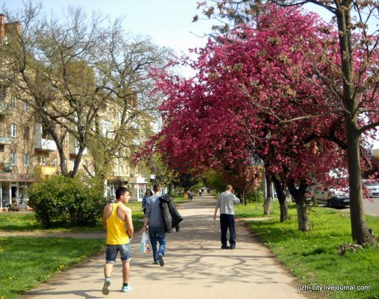 Flowering sakura and apple trees in Uzhhorod, Ukraine, photo 21