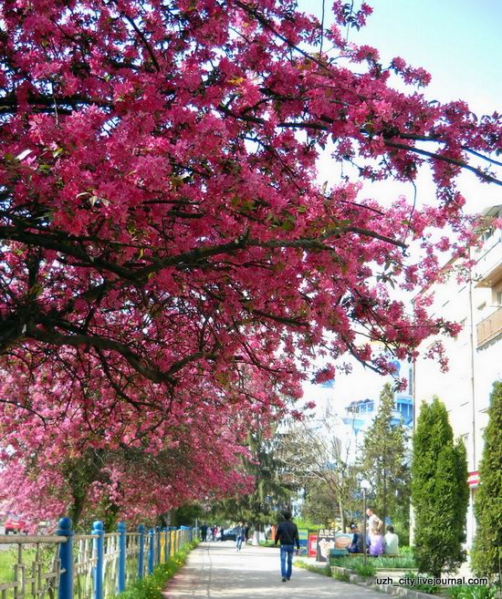 Flowering sakura and apple trees in Uzhhorod, Ukraine, photo 22