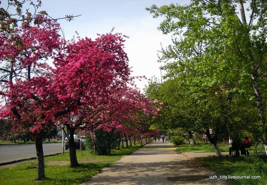 Flowering sakura and apple trees in Uzhhorod, Ukraine, photo 23