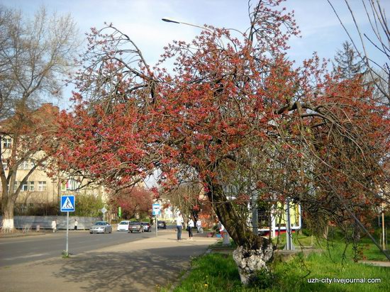 Flowering sakura and apple trees in Uzhhorod, Ukraine, photo 3