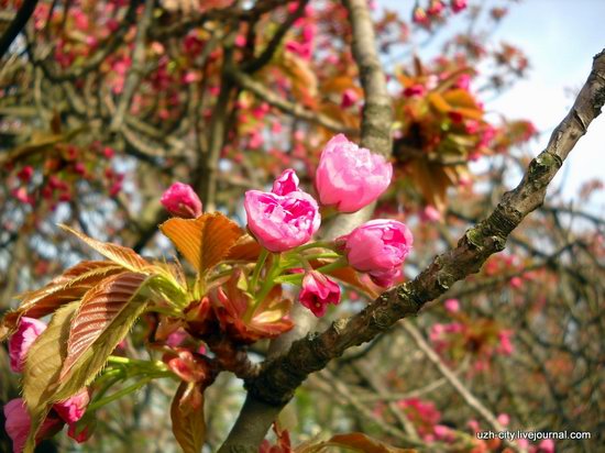 Flowering sakura and apple trees in Uzhhorod, Ukraine, photo 4