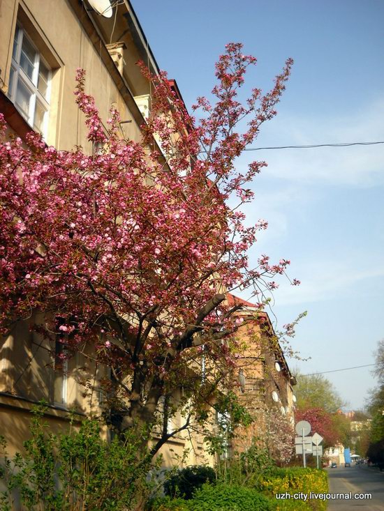 Flowering sakura and apple trees in Uzhhorod, Ukraine, photo 5