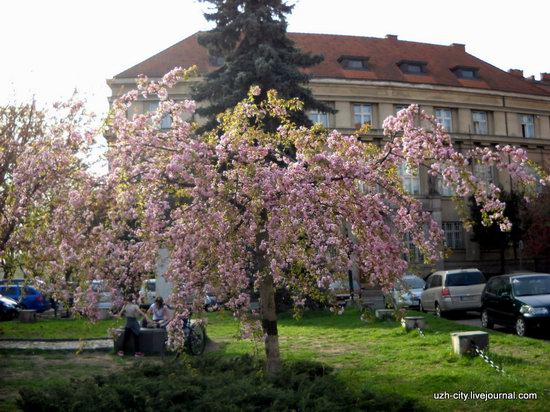 Flowering sakura and apple trees in Uzhhorod, Ukraine, photo 6