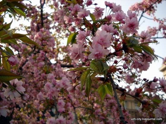 Flowering sakura and apple trees in Uzhhorod, Ukraine, photo 7
