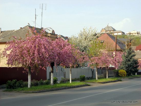 Flowering sakura and apple trees in Uzhhorod, Ukraine, photo 8