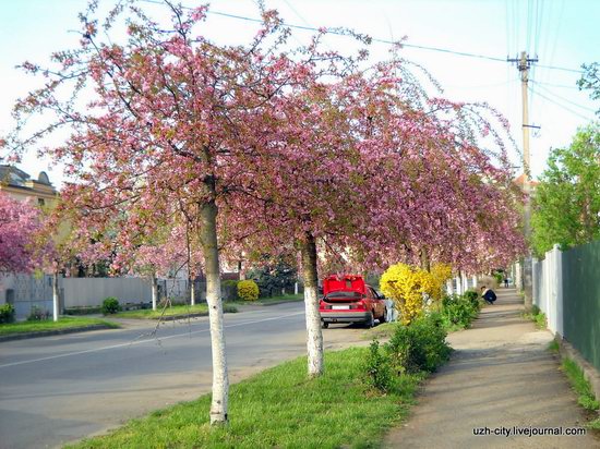 Flowering sakura and apple trees in Uzhhorod, Ukraine, photo 9