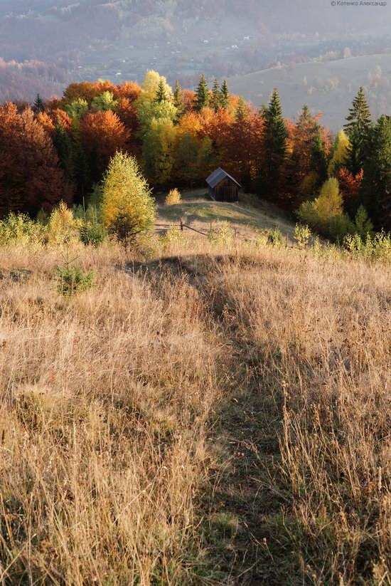 Golden autumn, Sokilsky Ridge, the Carpathians, Ukraine, photo 16