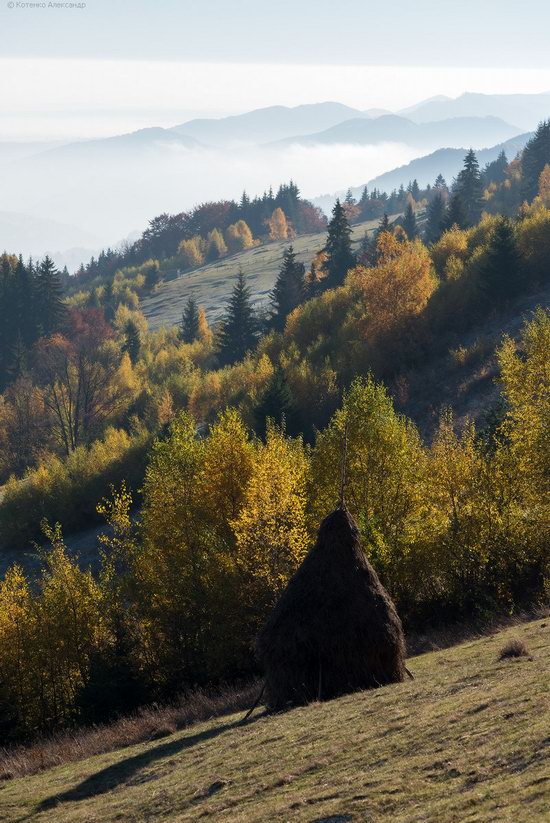 Golden autumn, Sokilsky Ridge, the Carpathians, Ukraine, photo 18