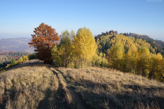 Golden autumn, Sokilsky Ridge, the Carpathians, Ukraine, photo 20