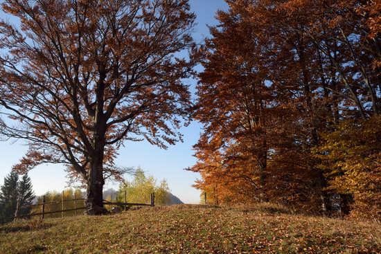 Golden autumn, Sokilsky Ridge, the Carpathians, Ukraine, photo 22