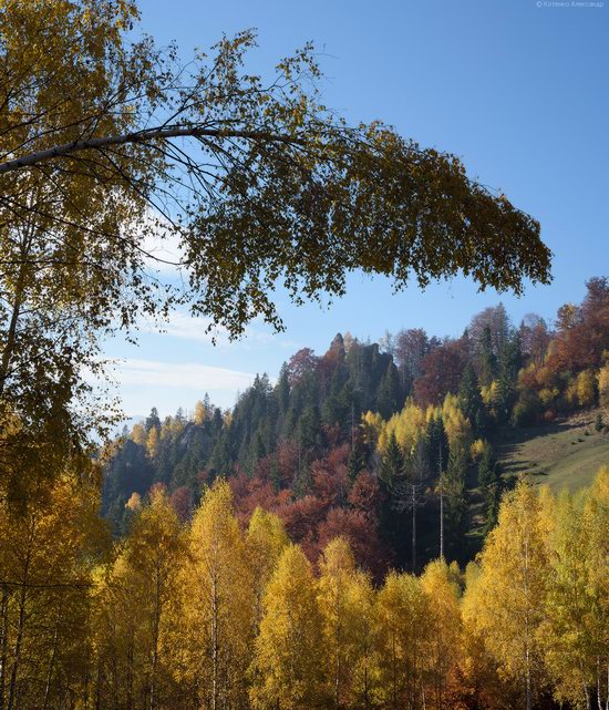 Golden autumn, Sokilsky Ridge, the Carpathians, Ukraine, photo 24