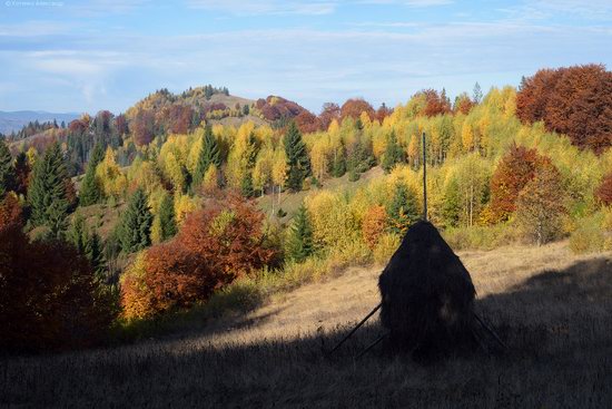 Golden autumn, Sokilsky Ridge, the Carpathians, Ukraine, photo 25