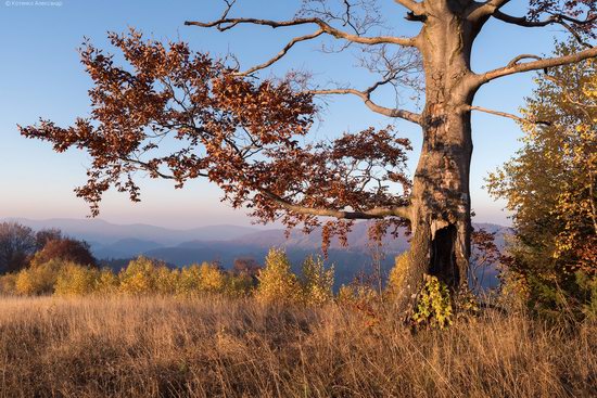 Golden autumn, Sokilsky Ridge, the Carpathians, Ukraine, photo 26