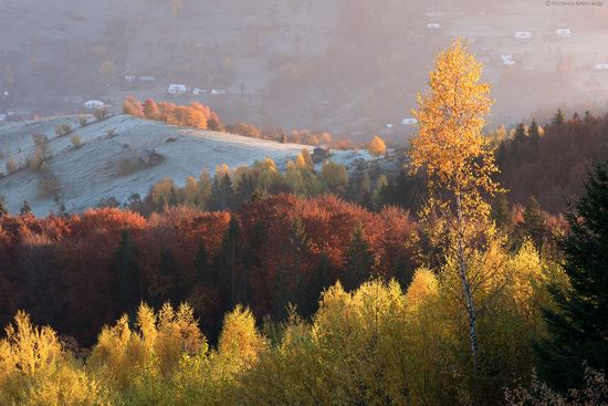 Golden autumn, Sokilsky Ridge, the Carpathians, Ukraine, photo 5