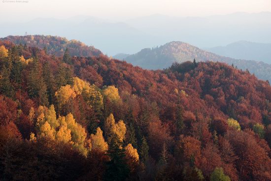 Golden autumn, Sokilsky Ridge, the Carpathians, Ukraine, photo 7