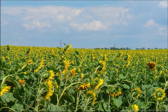 Hot summer day near Berdyansk, Ukraine, photo 2