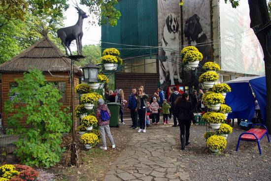 Ball of Chrysanthemums, Feldman Ecopark, Kharkiv, Ukraine, photo 12