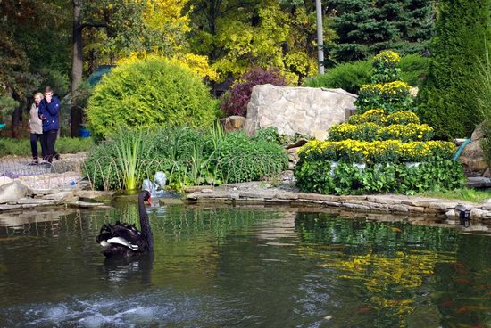 Ball of Chrysanthemums, Feldman Ecopark, Kharkiv, Ukraine, photo 17