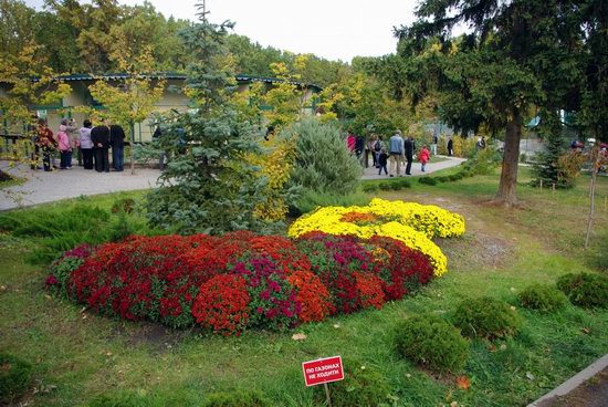 Ball of Chrysanthemums, Feldman Ecopark, Kharkiv, Ukraine, photo 25