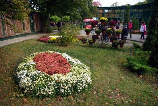 Ball of Chrysanthemums, Feldman Ecopark, Kharkiv, Ukraine, photo 26