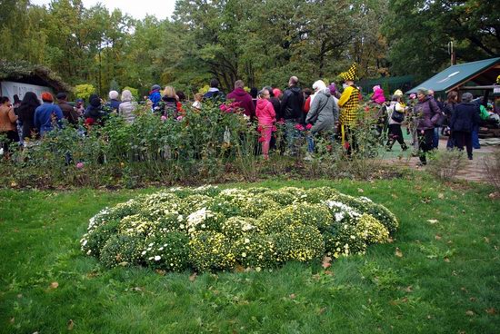 Ball of Chrysanthemums, Feldman Ecopark, Kharkiv, Ukraine, photo 5