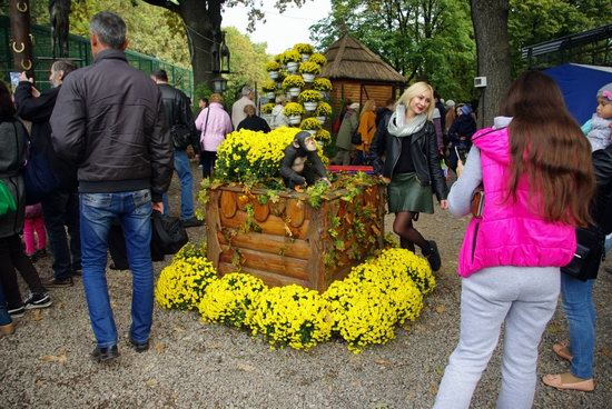 Ball of Chrysanthemums, Feldman Ecopark, Kharkiv, Ukraine, photo 6