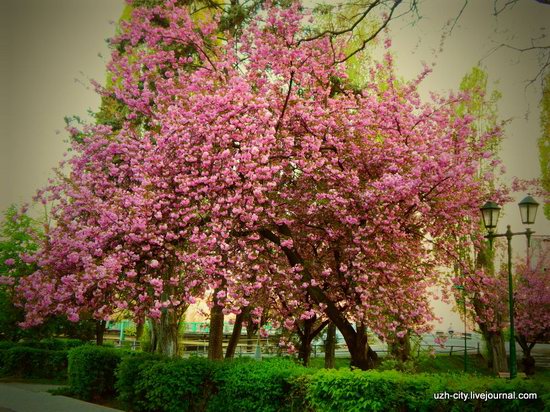 Blooming Spring in Uzhhorod, Ukraine, photo 1