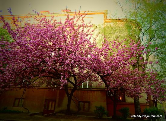 Blooming Spring in Uzhhorod, Ukraine, photo 13