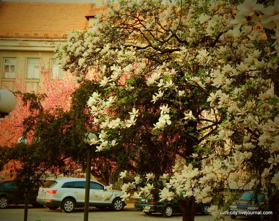 Blooming Spring in Uzhhorod, Ukraine, photo 14