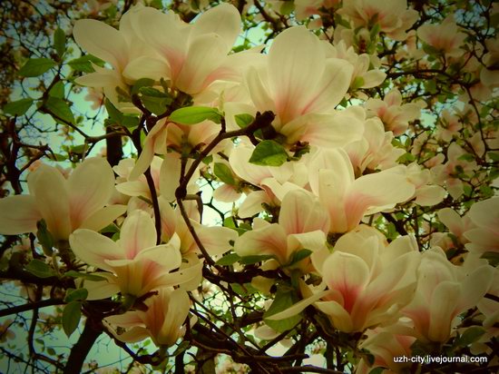 Blooming Spring in Uzhhorod, Ukraine, photo 16