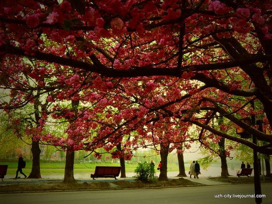 Blooming Spring in Uzhhorod, Ukraine, photo 17