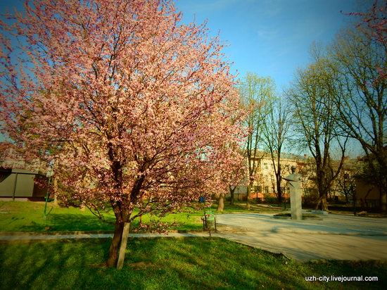 Blooming Spring in Uzhhorod, Ukraine, photo 20