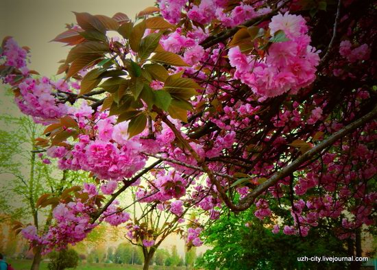 Blooming Spring in Uzhhorod, Ukraine, photo 21