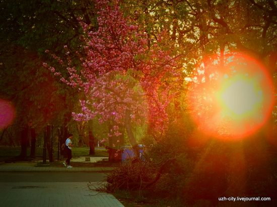 Blooming Spring in Uzhhorod, Ukraine, photo 22