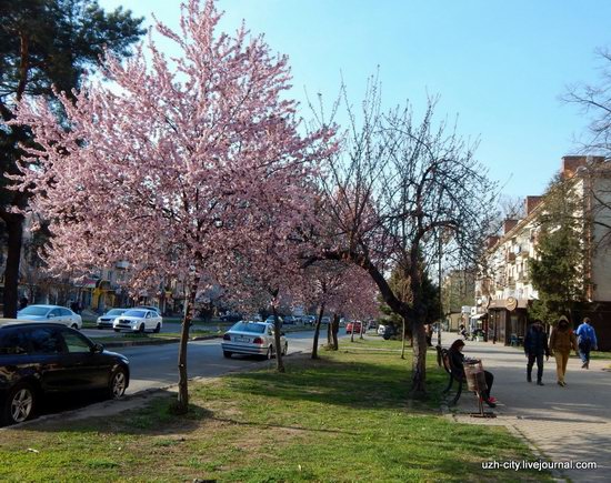 Blooming Spring in Uzhhorod, Ukraine, photo 23