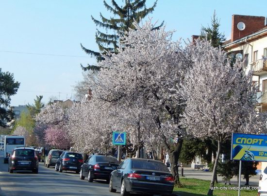 Blooming Spring in Uzhhorod, Ukraine, photo 24