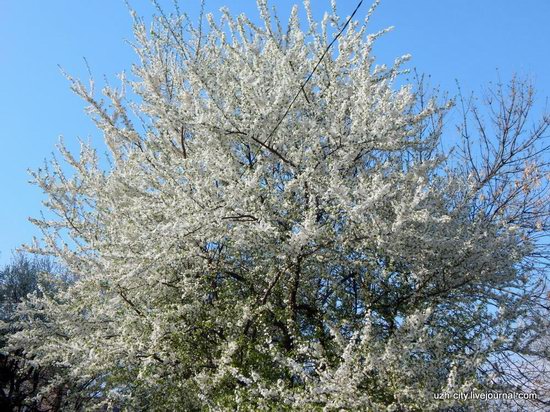 Blooming Spring in Uzhhorod, Ukraine, photo 25